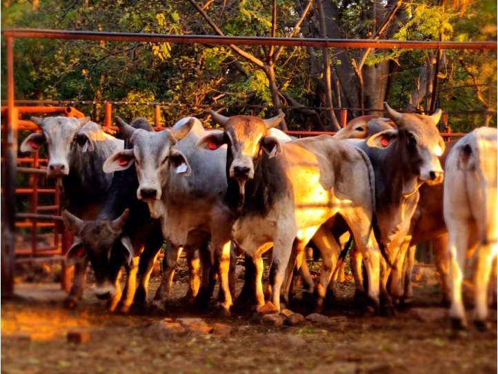 Sheep and Goats Livestock Slide 722px X 542px